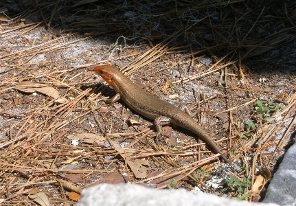 [Red-headed lizard on the dirt.]